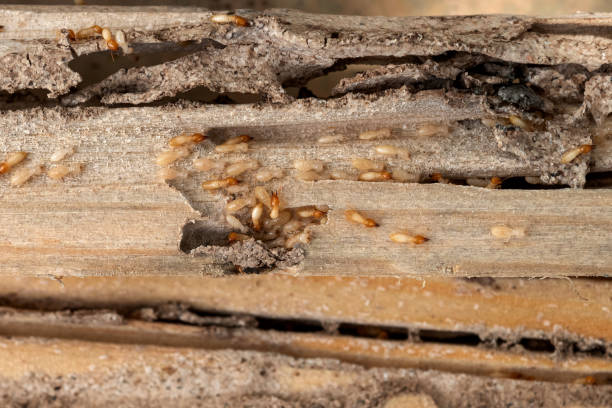 Best Affordable Pest Control Services  in Parsippany, NJ